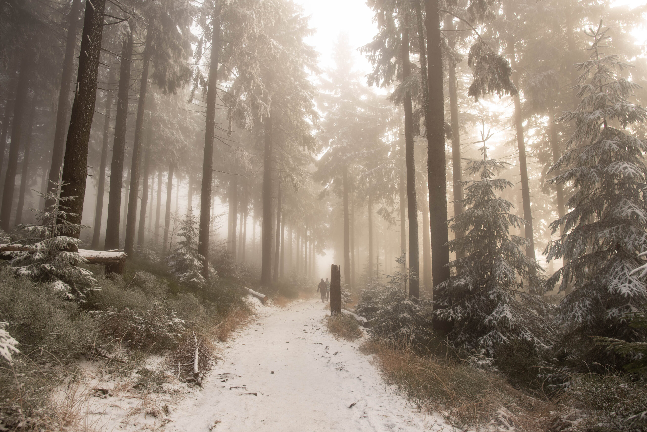 Lesní cesta pod Smrkem