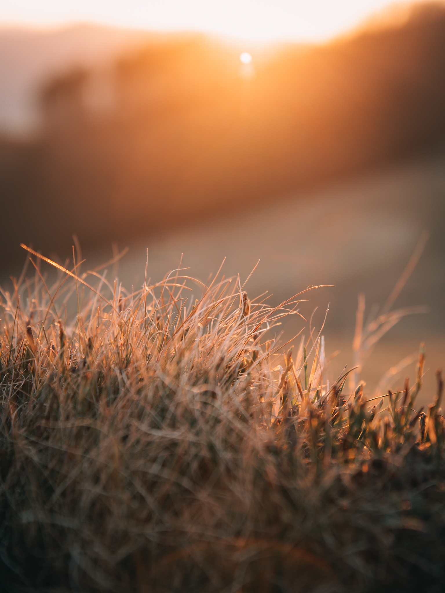 Detail travnatého trsu